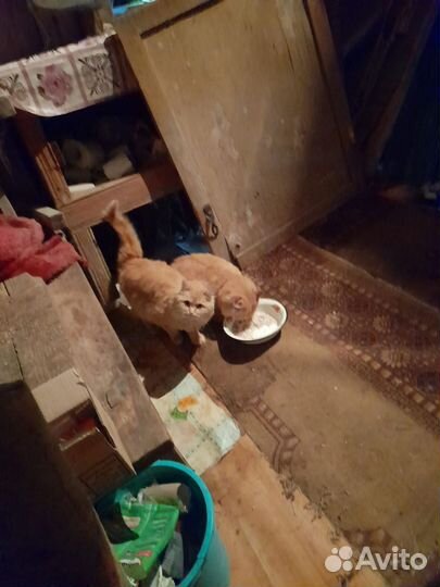 Кошки в добрые руки