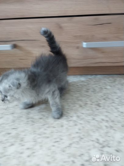 Отдам в добрые руки котят