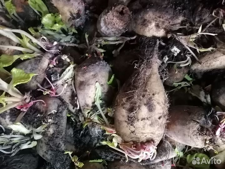 Свекла кормовая