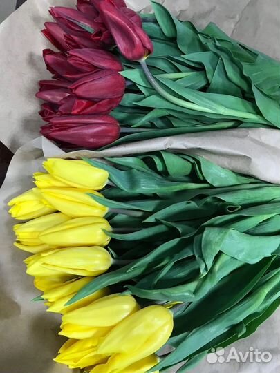 Тюльпаны в розницу