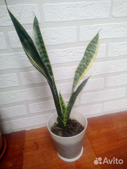 Комнатные цветы -Сансевиерия-Щучий хвост
