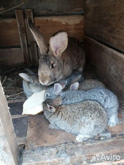 Кролик,крольчата