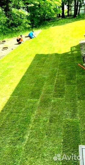 Рулонный газон