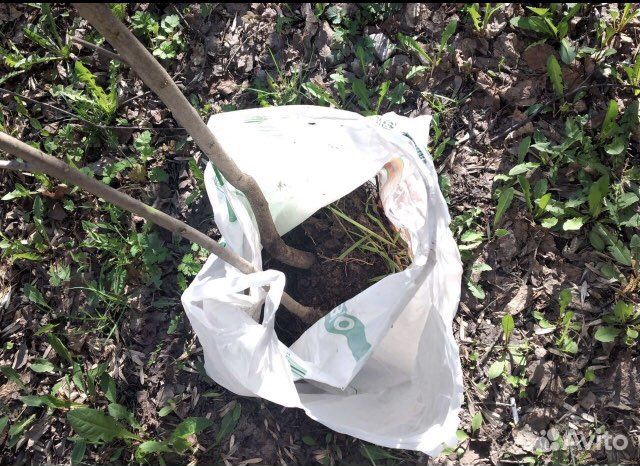 Белая сирень сорт Мадам лемуан