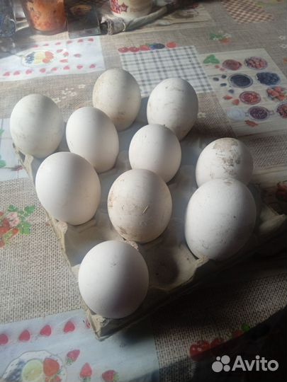 Яйцо гусиное инкубационное