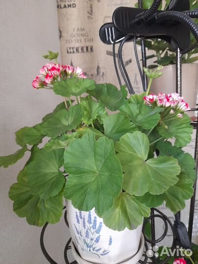 Пеларгония герань