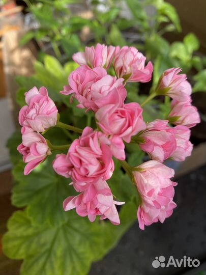 Пеларгония