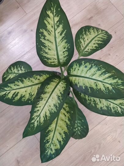 Диффенбахия Сноу Дрофф