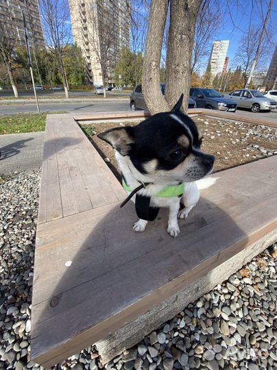 Вязка, Свидания