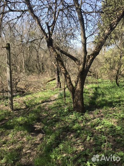 Деревья под дрова