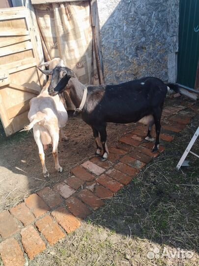 Коза нубийская