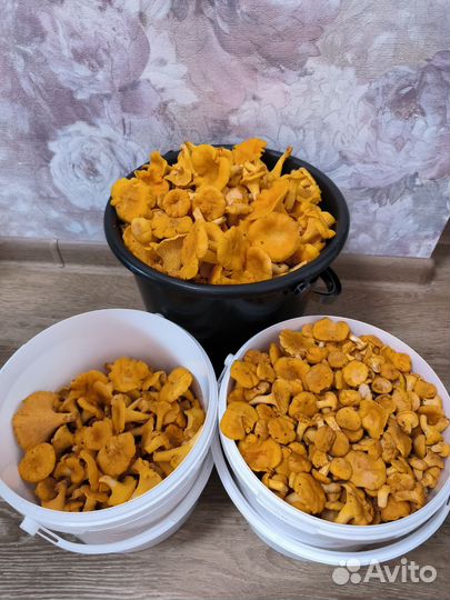 Грибы лисички чистые,свежие