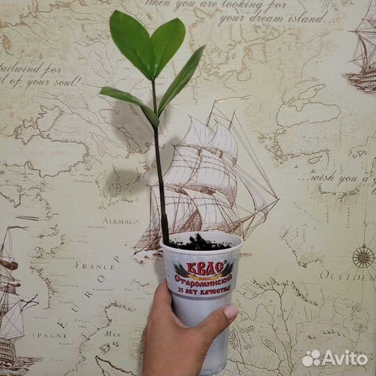 Замиокулькас