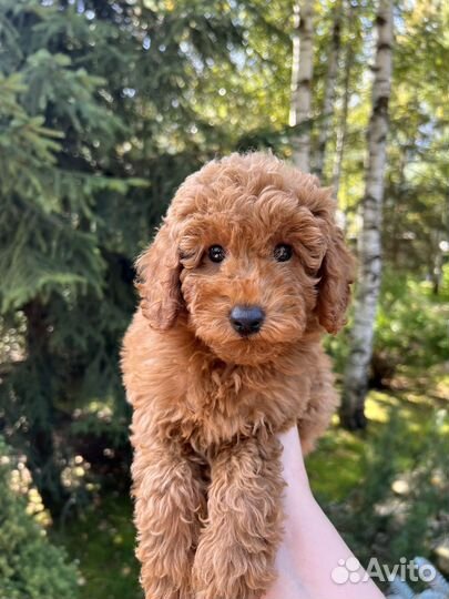Той-пудель РКФ девочка Редбраун