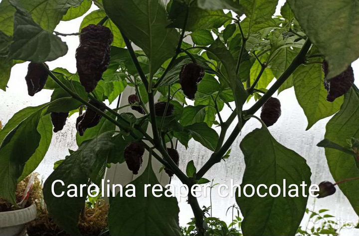 Перец острый сверхострый