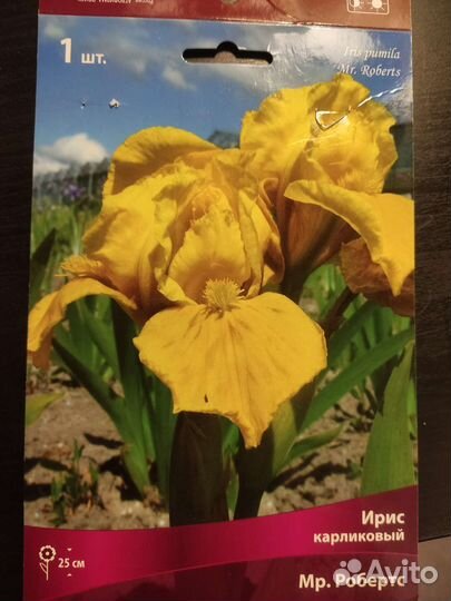 Ирисы бордюрные карликовые