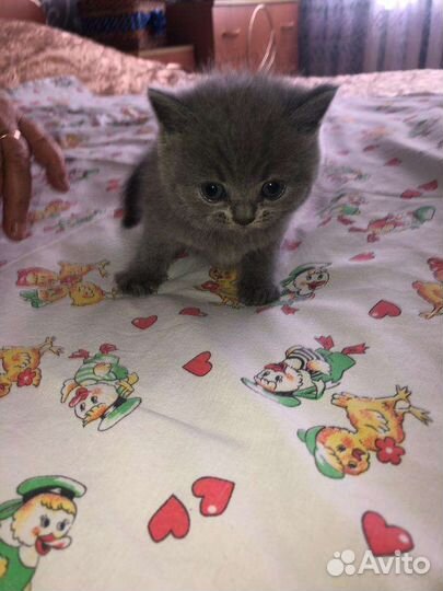 Шотландские котята