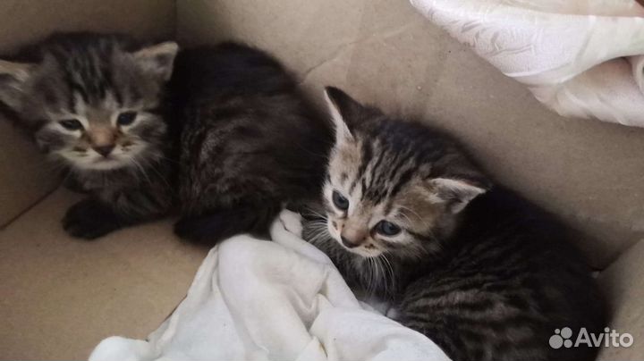 Котята в добрые руки