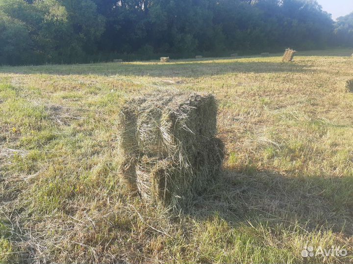 Сено в тюках и мешках