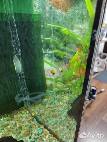 Улитки ампулярии