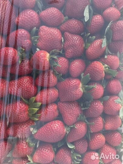 Свежая сладкая клубника Краснодар
