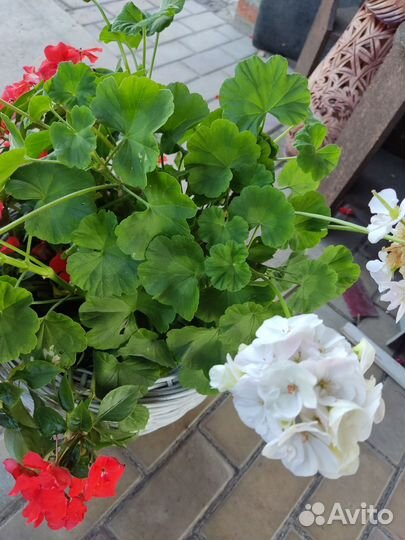 Герань пеларгония