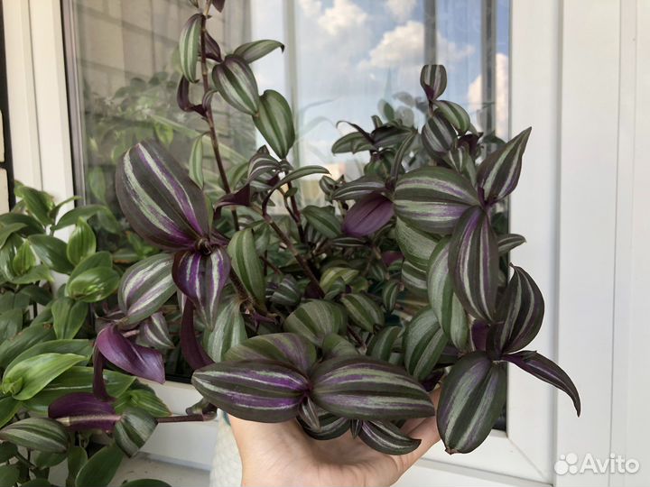 Традесканции (укорененные и на срез)