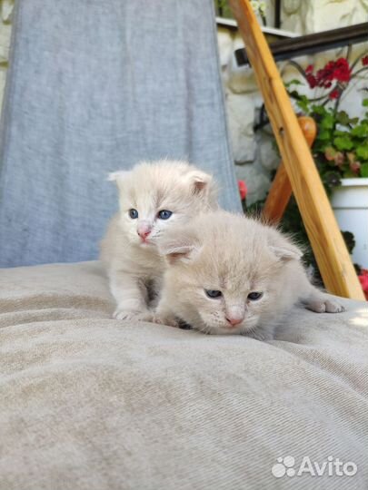 Котята от шотландской вислоухой кошки