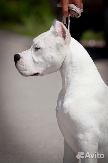 Щенки аргентинского дога