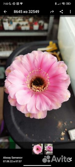 Гибридный эхинопсис семена