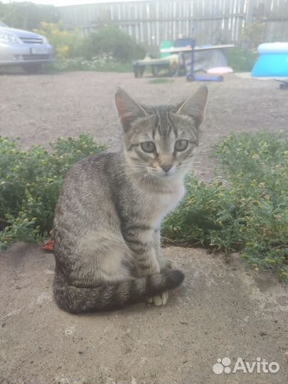 Котята в добрые руки бесплатно