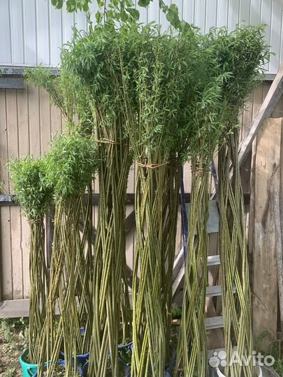 Плетеные деревья из ивы