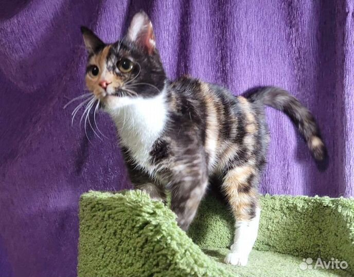 Молодая и ласковая Кошка