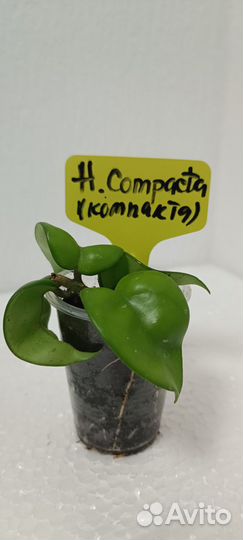 Продам цветы комнатные Хойя