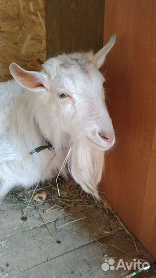 Козел для вязки