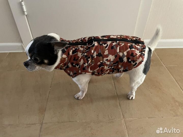 Жилетка на собаку