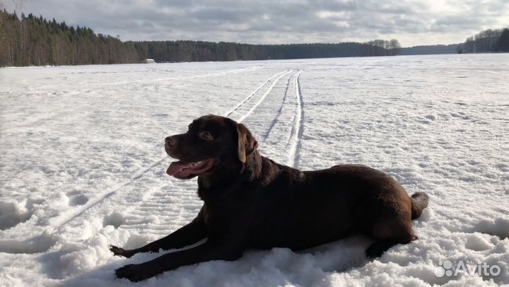Приглашаем на вязку к шоколадному Лабрадору