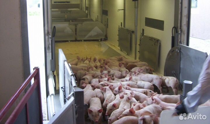 Рабочий на приёмку (Тамбовская обл) Свинокомплекс