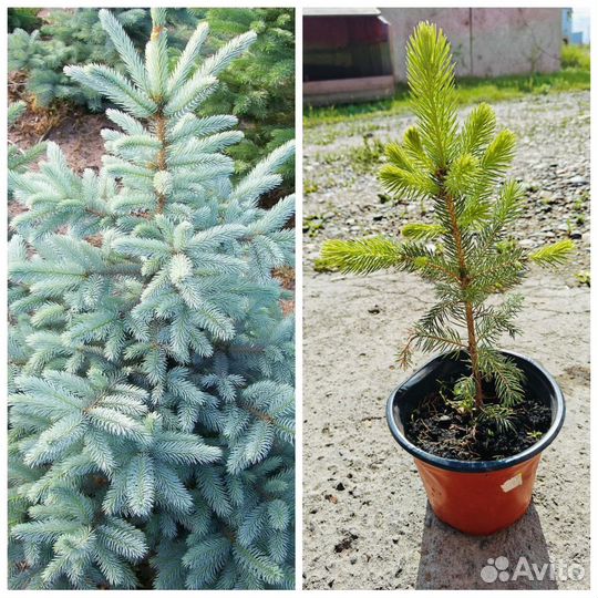 Саженцы хвойных растений