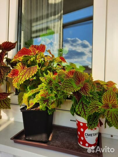 Крапивка (колеус)