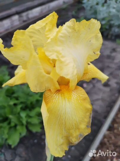 Ирисы разные