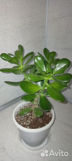 Комнатные растения