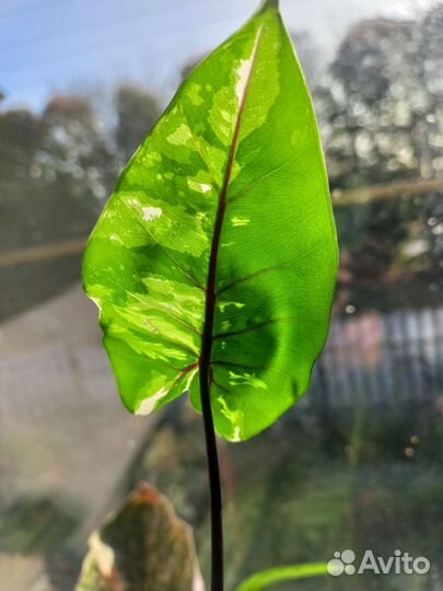 Алоказия Блэк стем