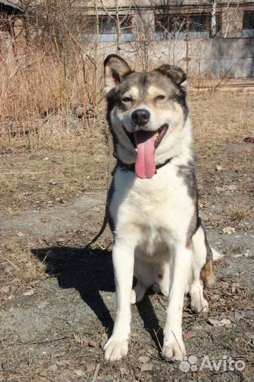 Тима ищет дом