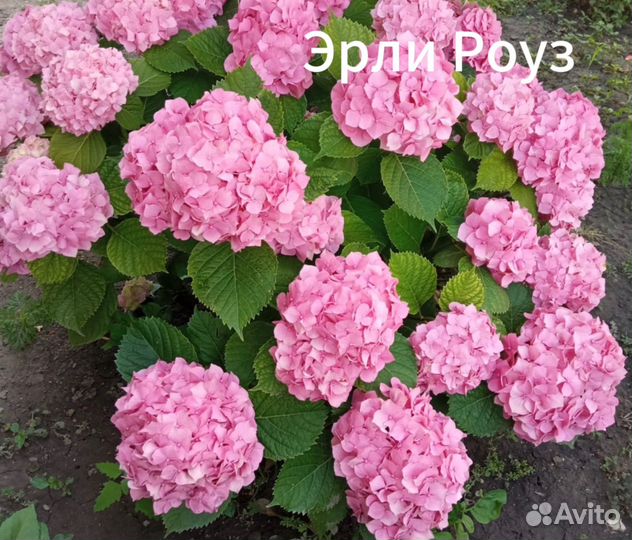 Растения для сада