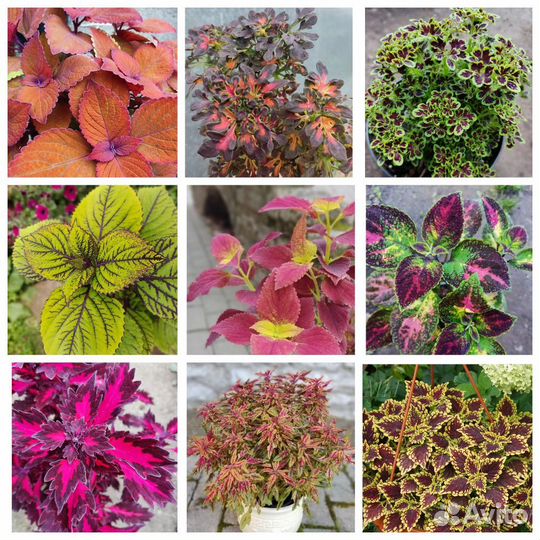 Колеусы сортовые набор черенков