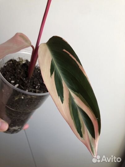 Строманта триколор