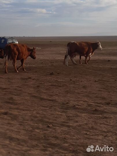 Корова и телята