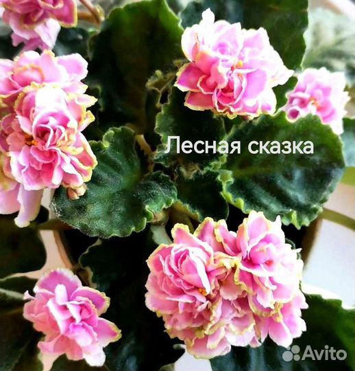 Сортовые фиалки, отправка почтой с мая по сентябрь