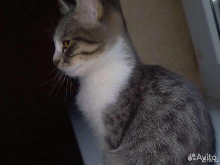 Котенок,кошка